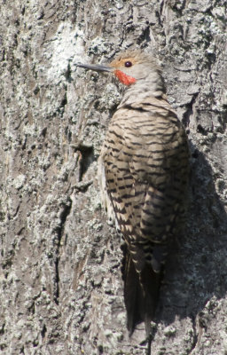 Northern (Red-shafted) Flicker