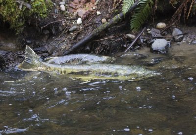 Chum Salmon