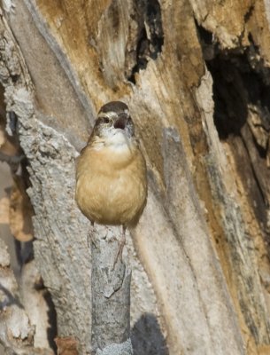 Carolina Wren