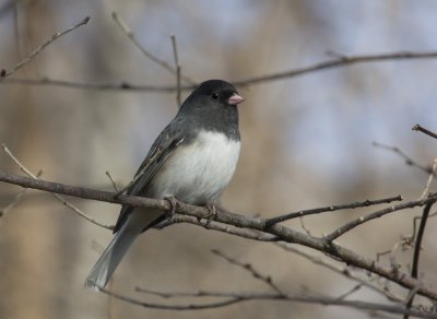 Slate-colored Junco