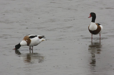 Common Shelduck