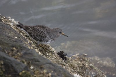 Rock Sandpiper