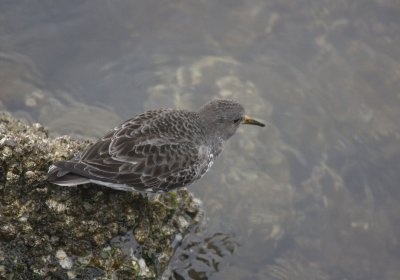 Rock Sandpiper