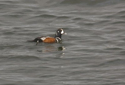 Harlequin Duck