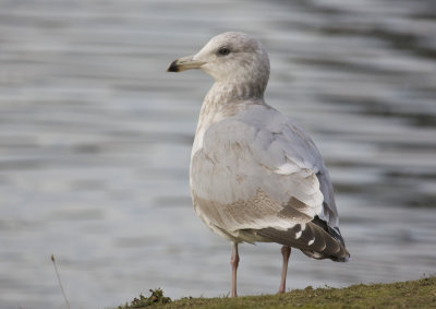 Thayer's Gull