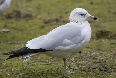 Ring-billed Gull