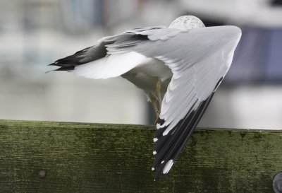 Ring-billed Gull