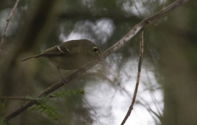 Hutton's Vireo