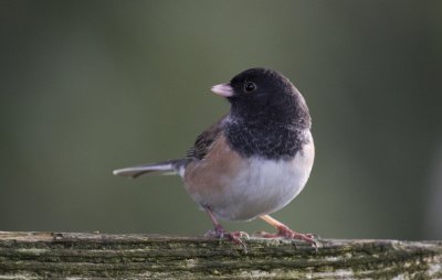 Oregon Junco