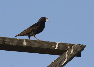 Starlings