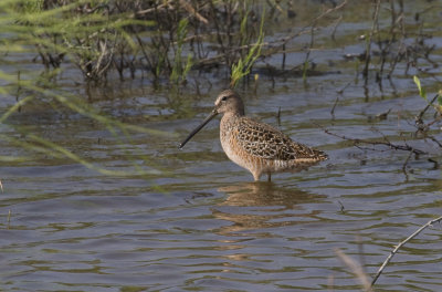 Long-billed Dowitcher