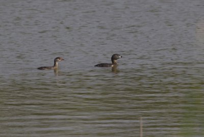 Pied-billed Grebe