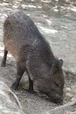 Collared Peccary