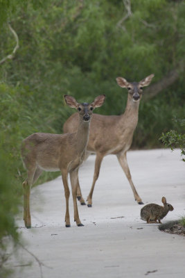 White-tailed Deer