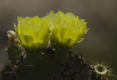 Prickly Pear Cactus