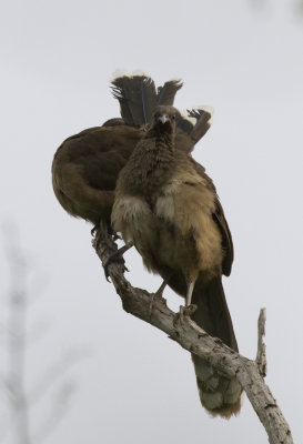 Plain Chachalaca