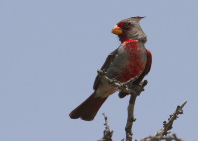 Pyrrhuloxia