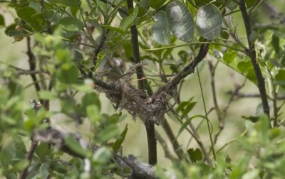 Black-capped Vireo Nest