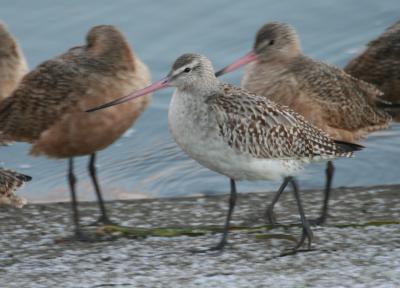 Bar-tailed Godwit