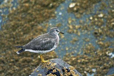 Surfbird