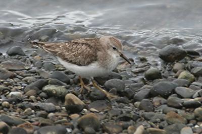 Temminck's Stint