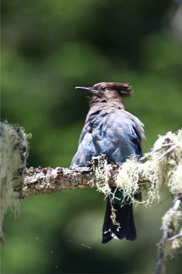 Western Scrub Jay