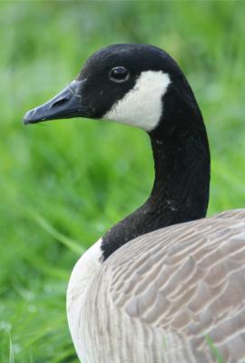 Canada Goose