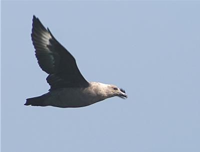 South Polar Skua