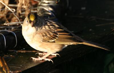 Golden-crowned Sparrow