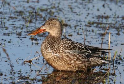 Northern Shoveler