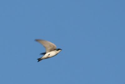 Late Washington Tree Swallow