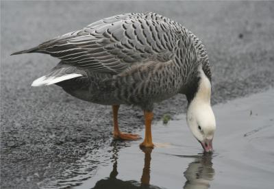 Emperor Goose