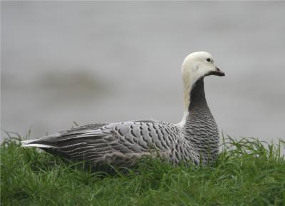 Emperor Goose