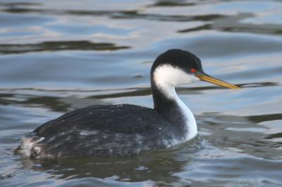 Western Grebe