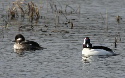 Bufflehead