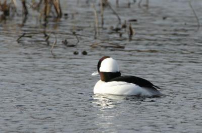 Bufflehead