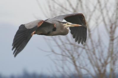 Great Blue Heron