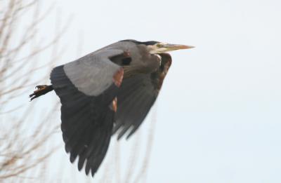 Great Blue Heron
