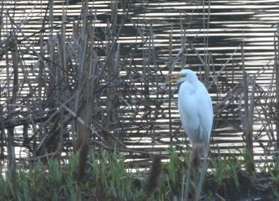 Pattison Lake Great Egret