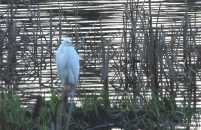 Pattison Lake Great Egret