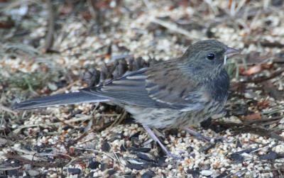 Oregon Junco