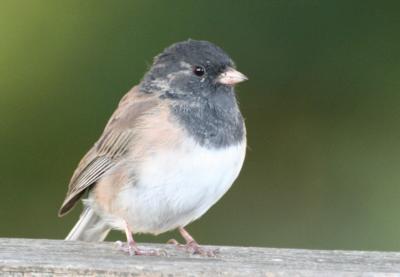 Oregon Junco