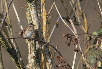 Lincolns Sparrow