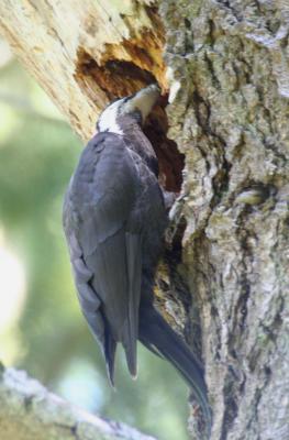 Pileated Woodpecker