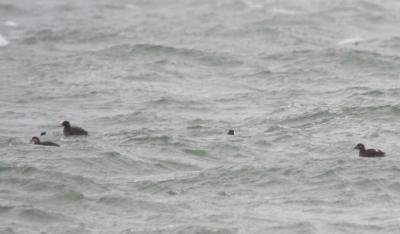 g3/18/623318/3/55700464.All3Scoters.jpg