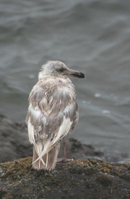 Glaucous-winged Gull