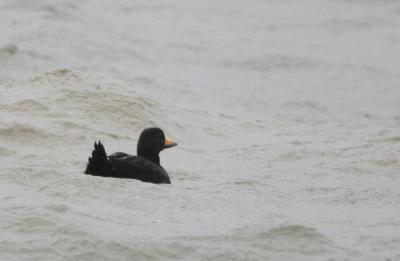 Black Scoter