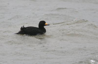 Black Scoter