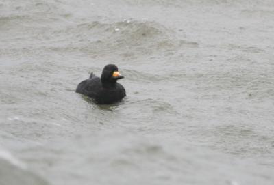 Black Scoter