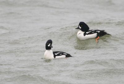 Barrow's Goldeneye